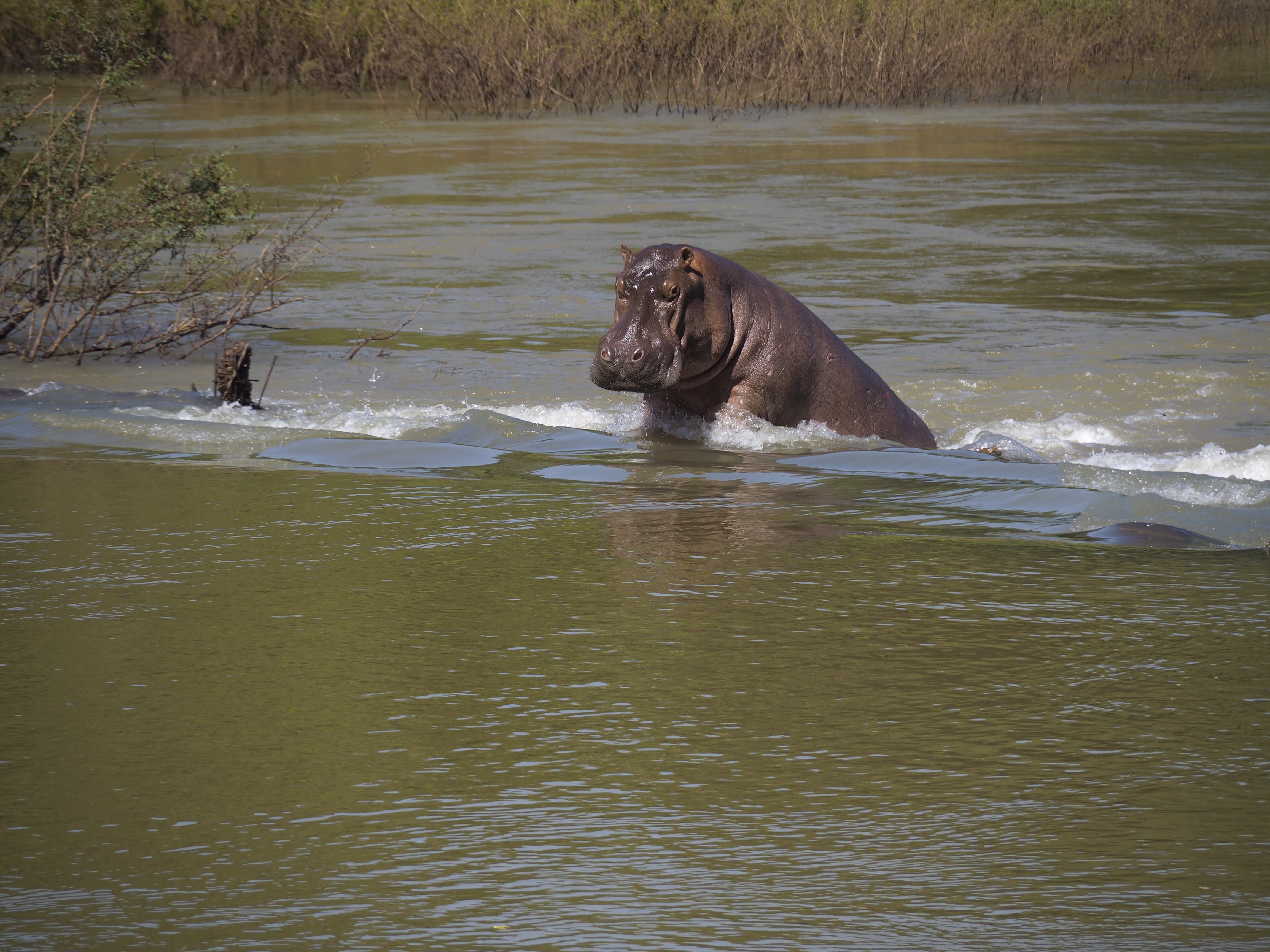 Hippopotame