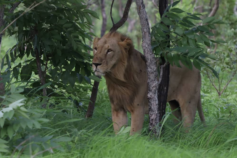 Lion d'Afrique de l'Ouest