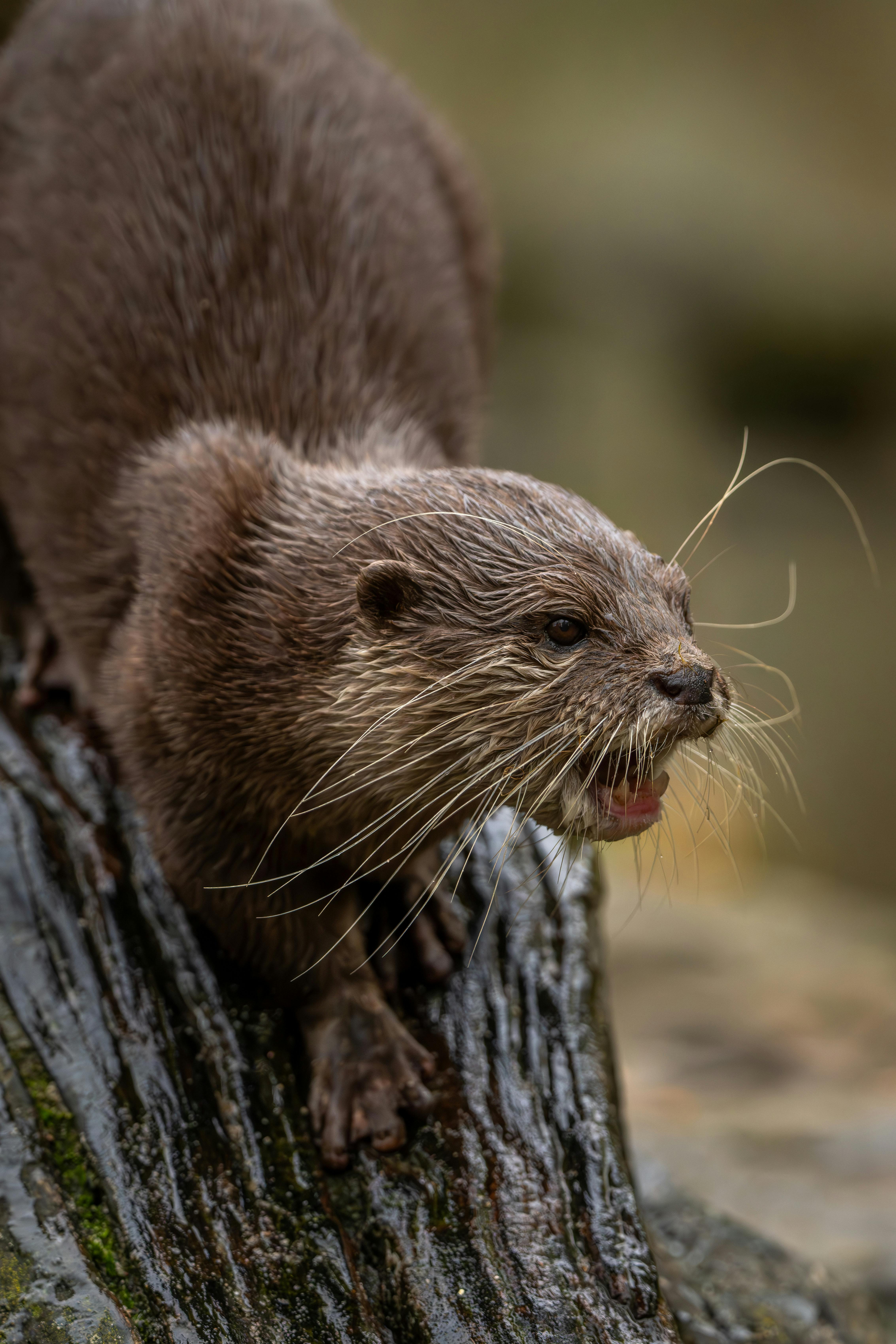 Loutre à joues blanches