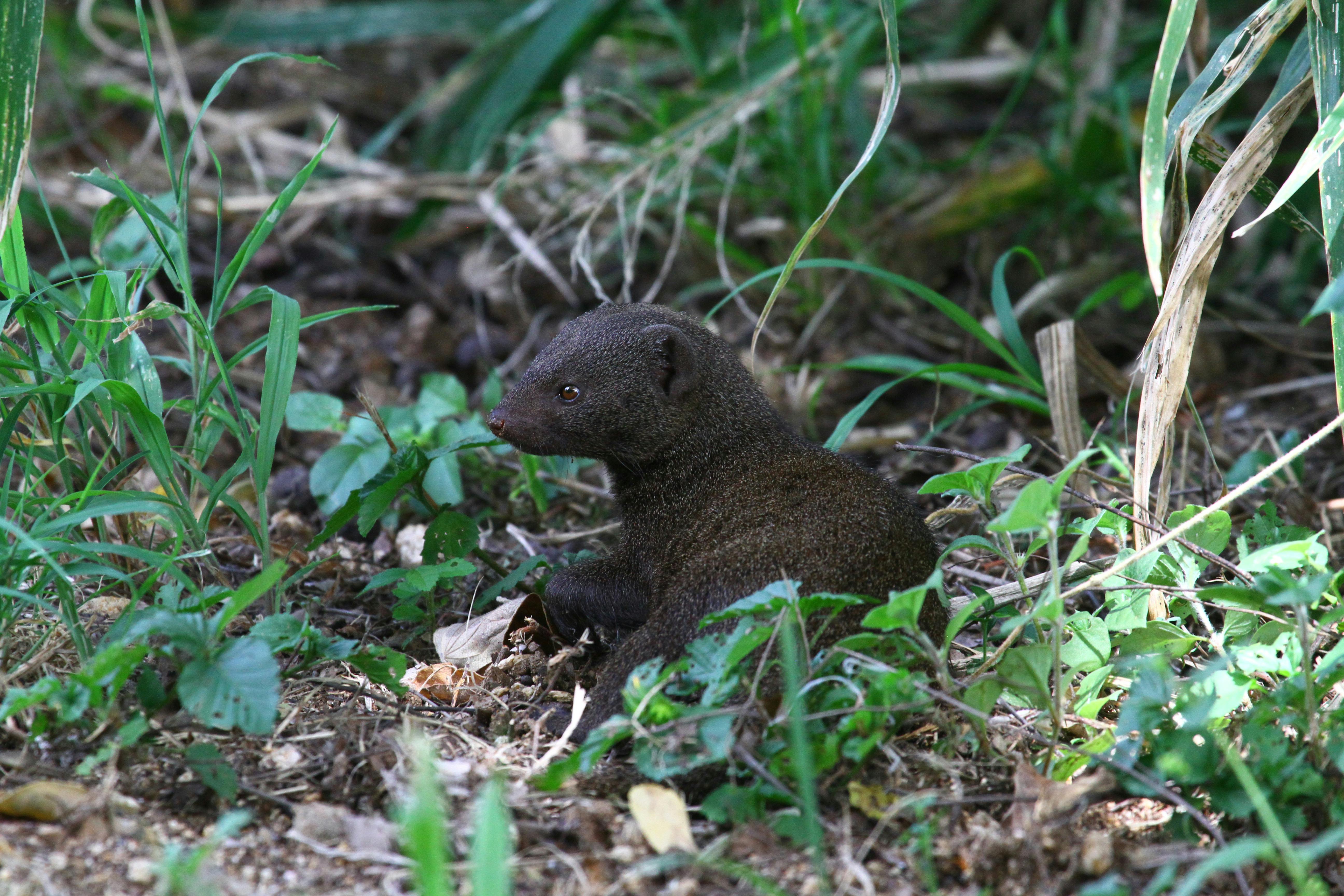 Mangouste des marais
