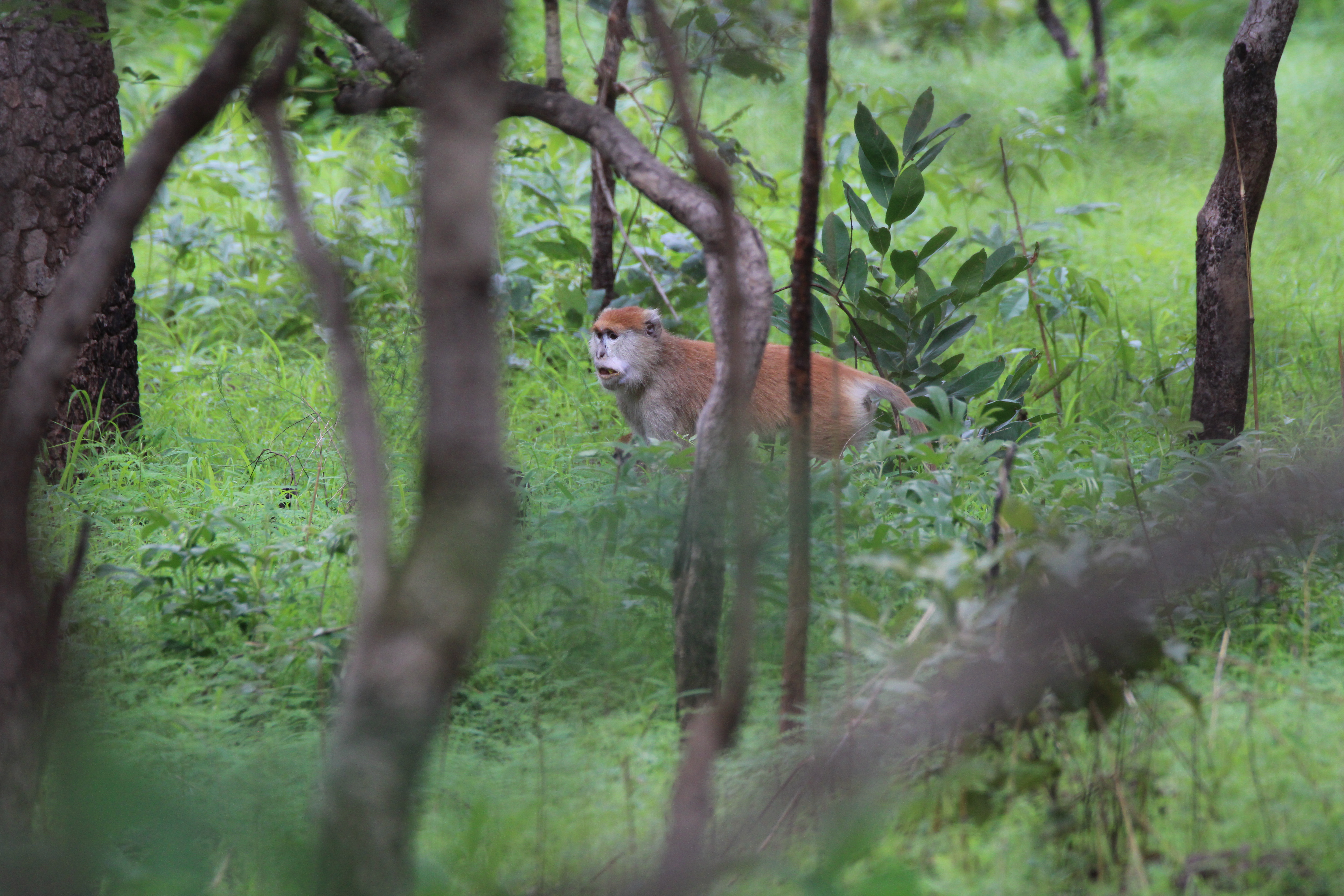 Singe patas
