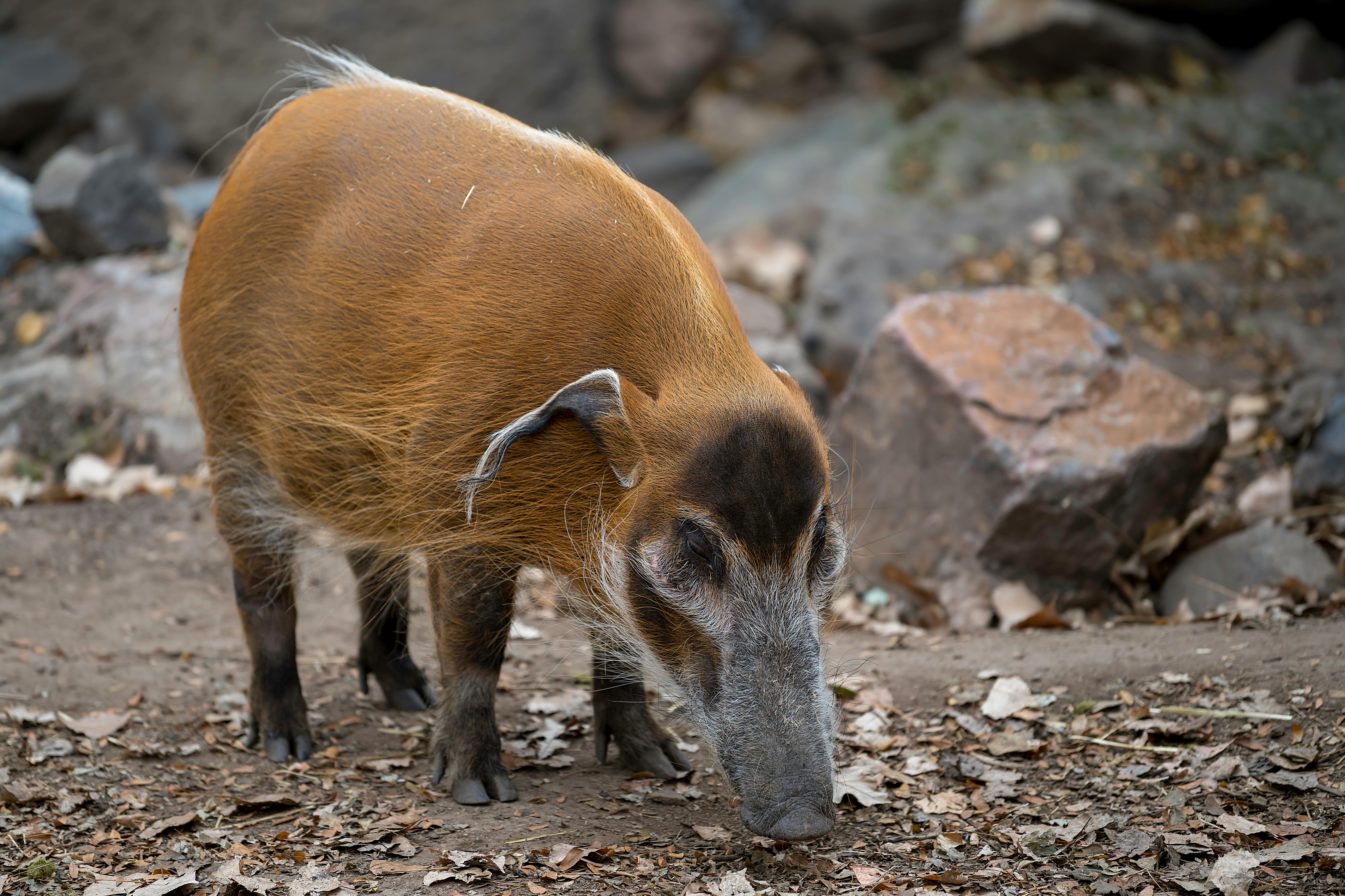Potamochère