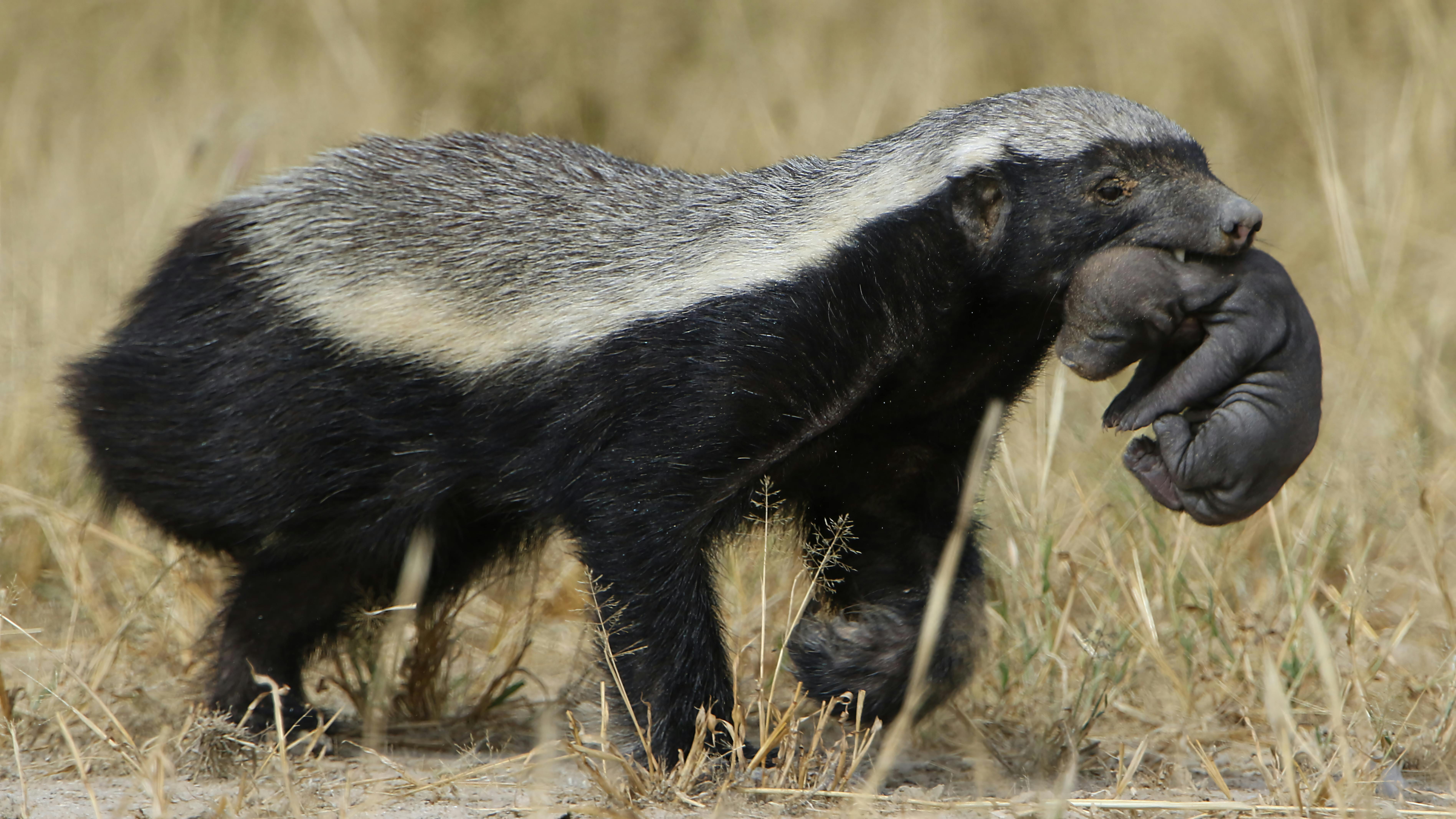 Ratel
