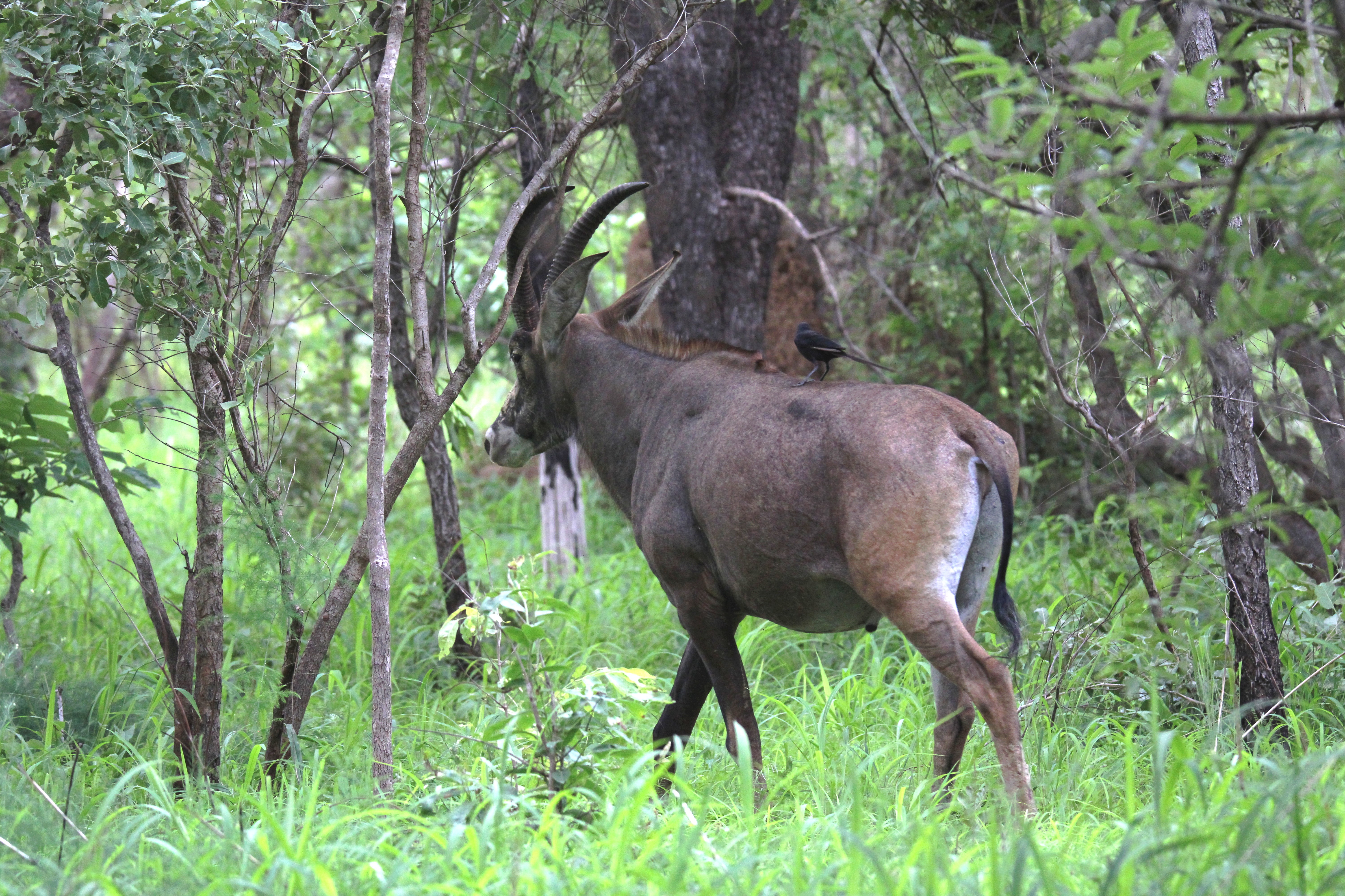 Hippotrague rouanne