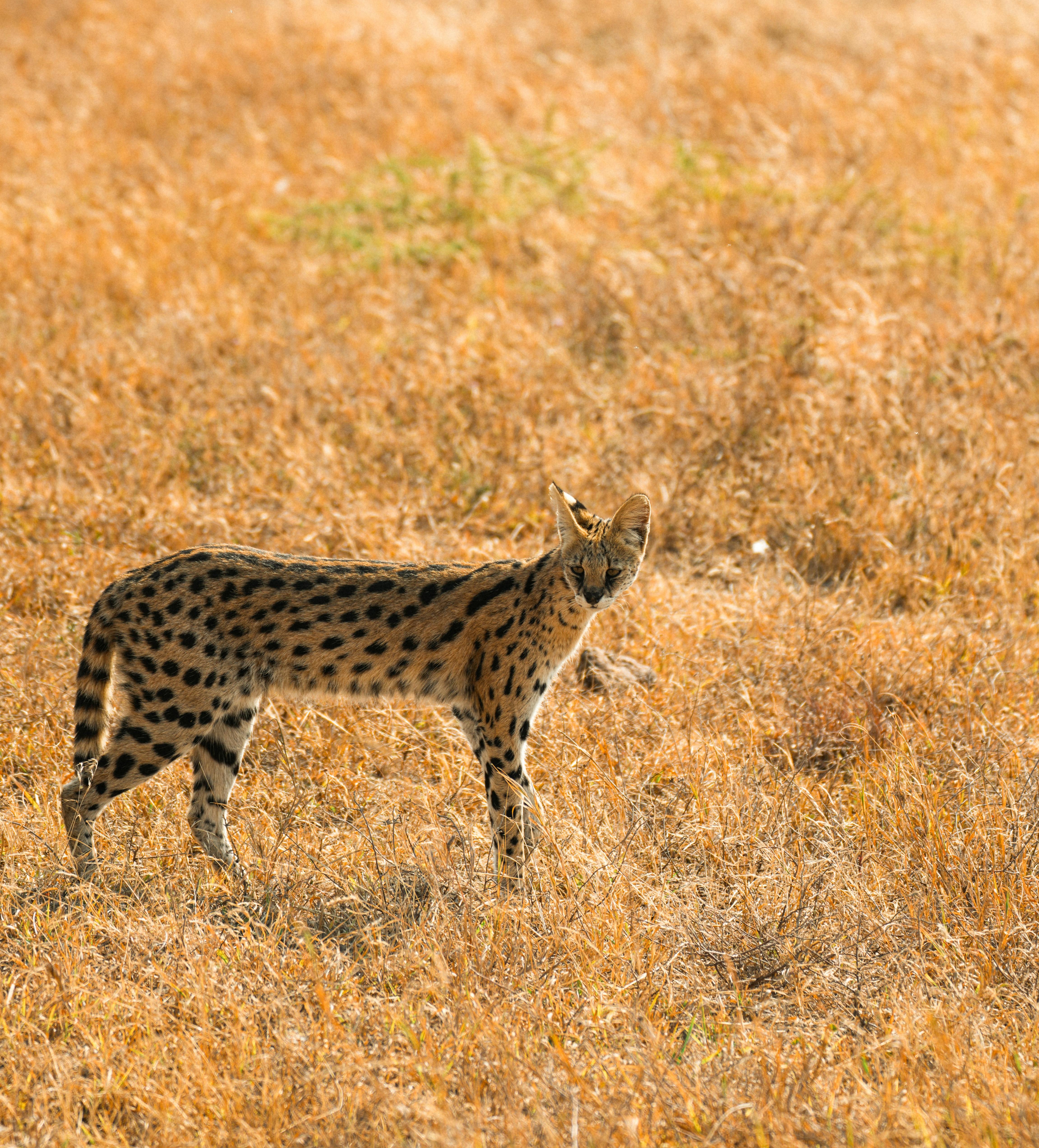 Serval