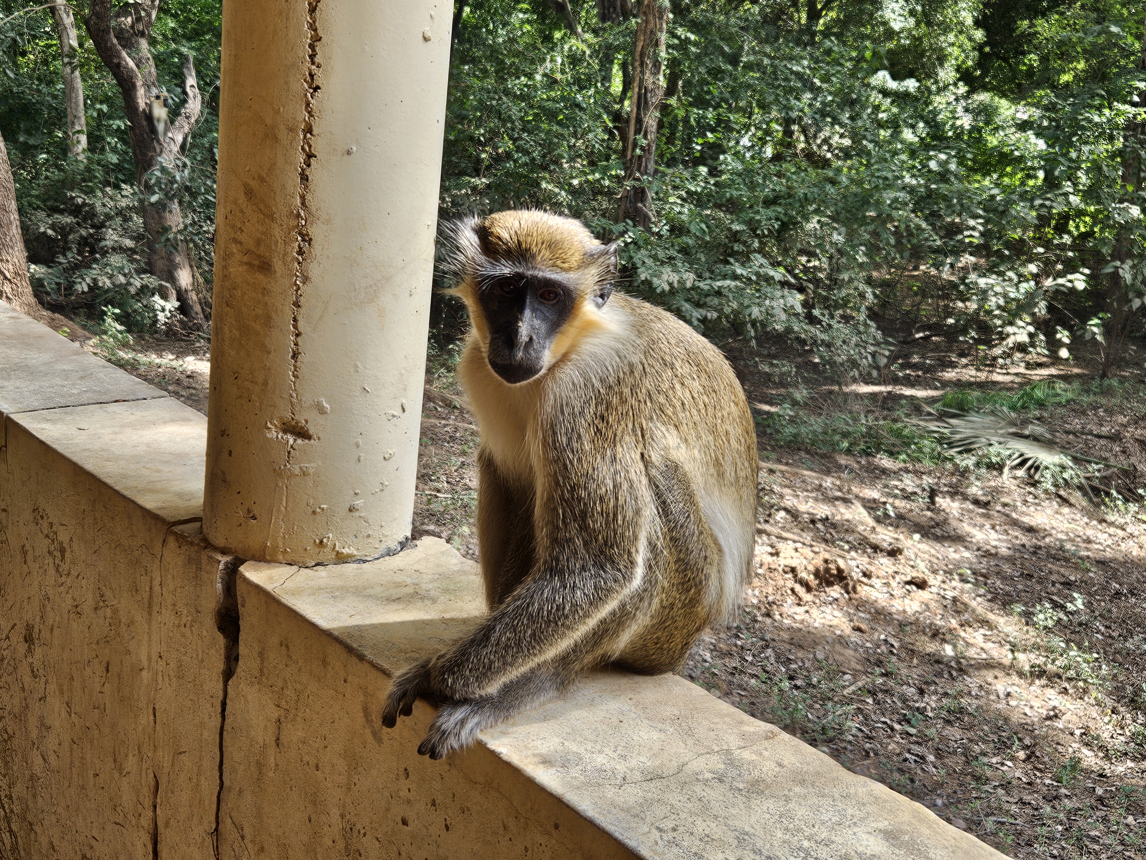 Singe vert